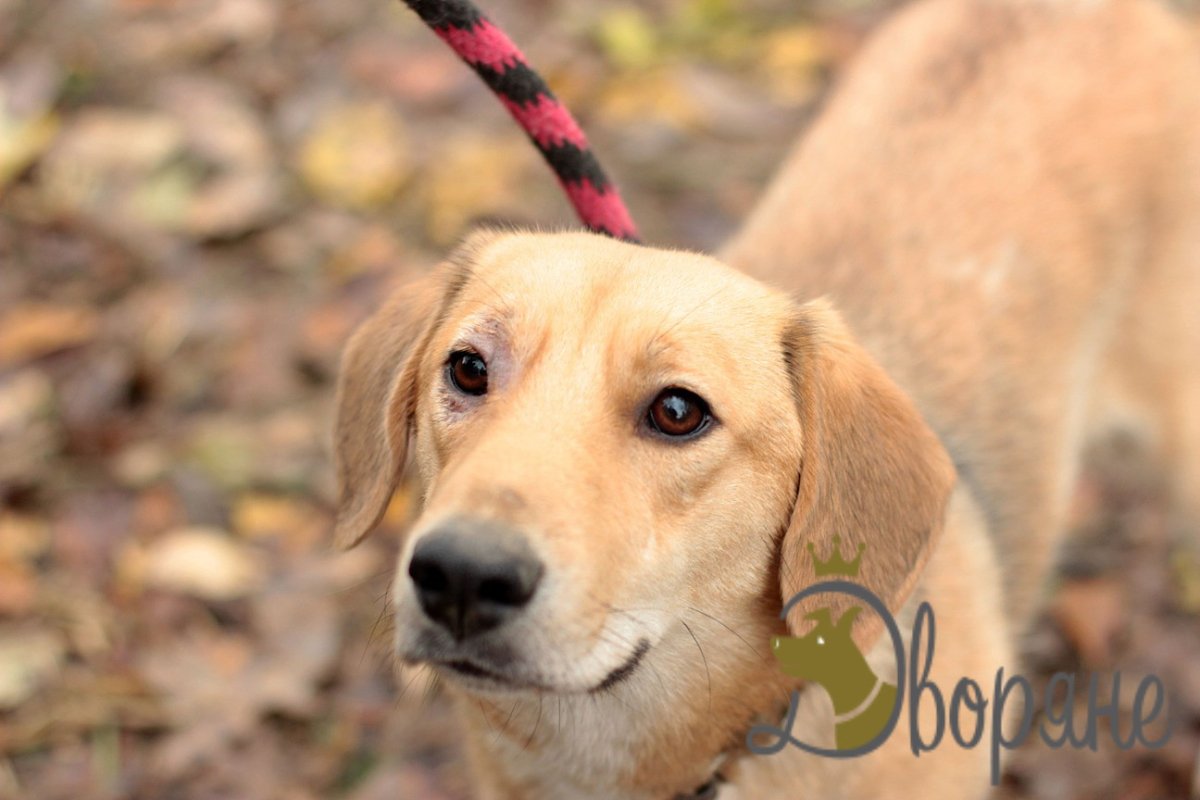 Метис бигля