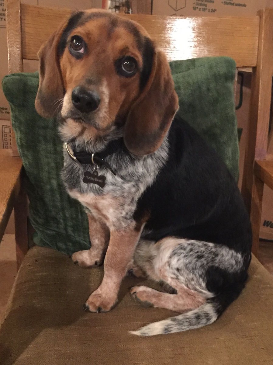 Бигль с таксой смесь