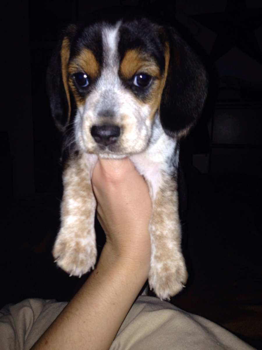 Метис бигля и русского спаниеля