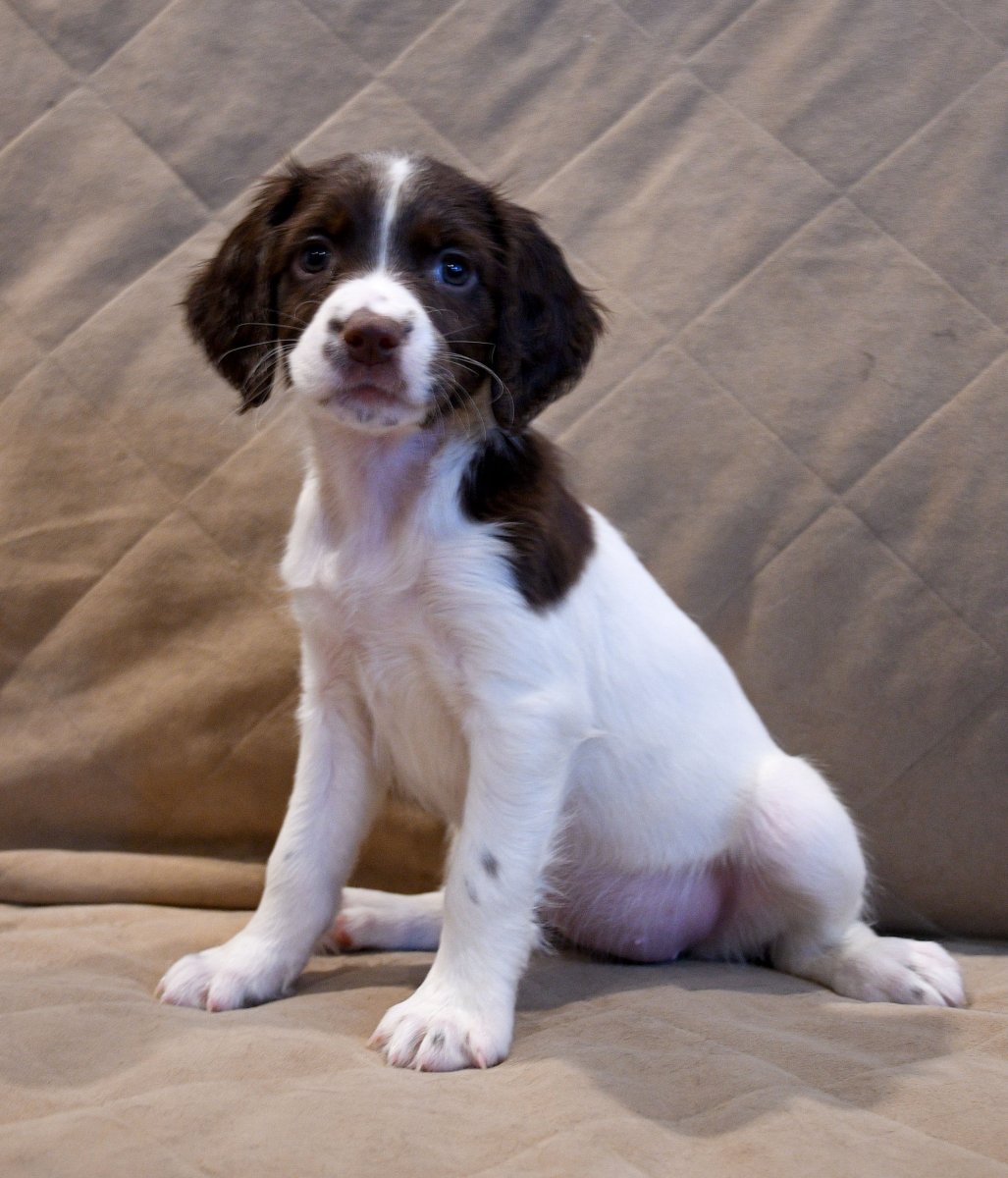 Бигль спаниель метис