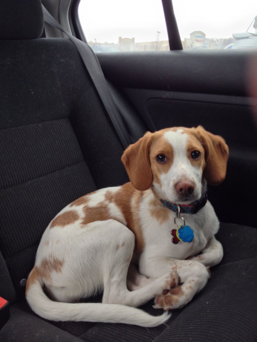 Бигль и спаниель помесь