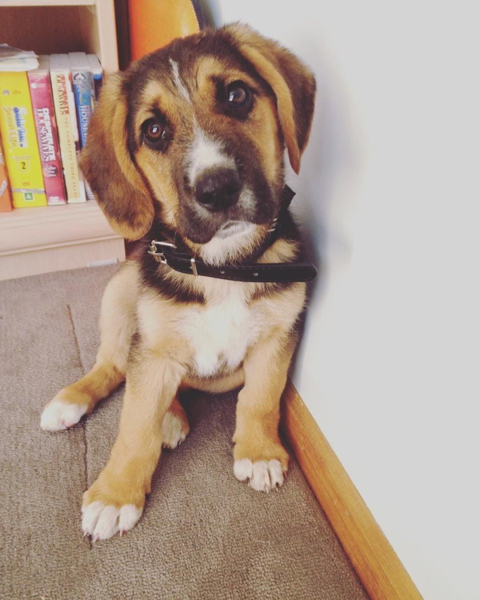 Метис бигля и эстонской гончей