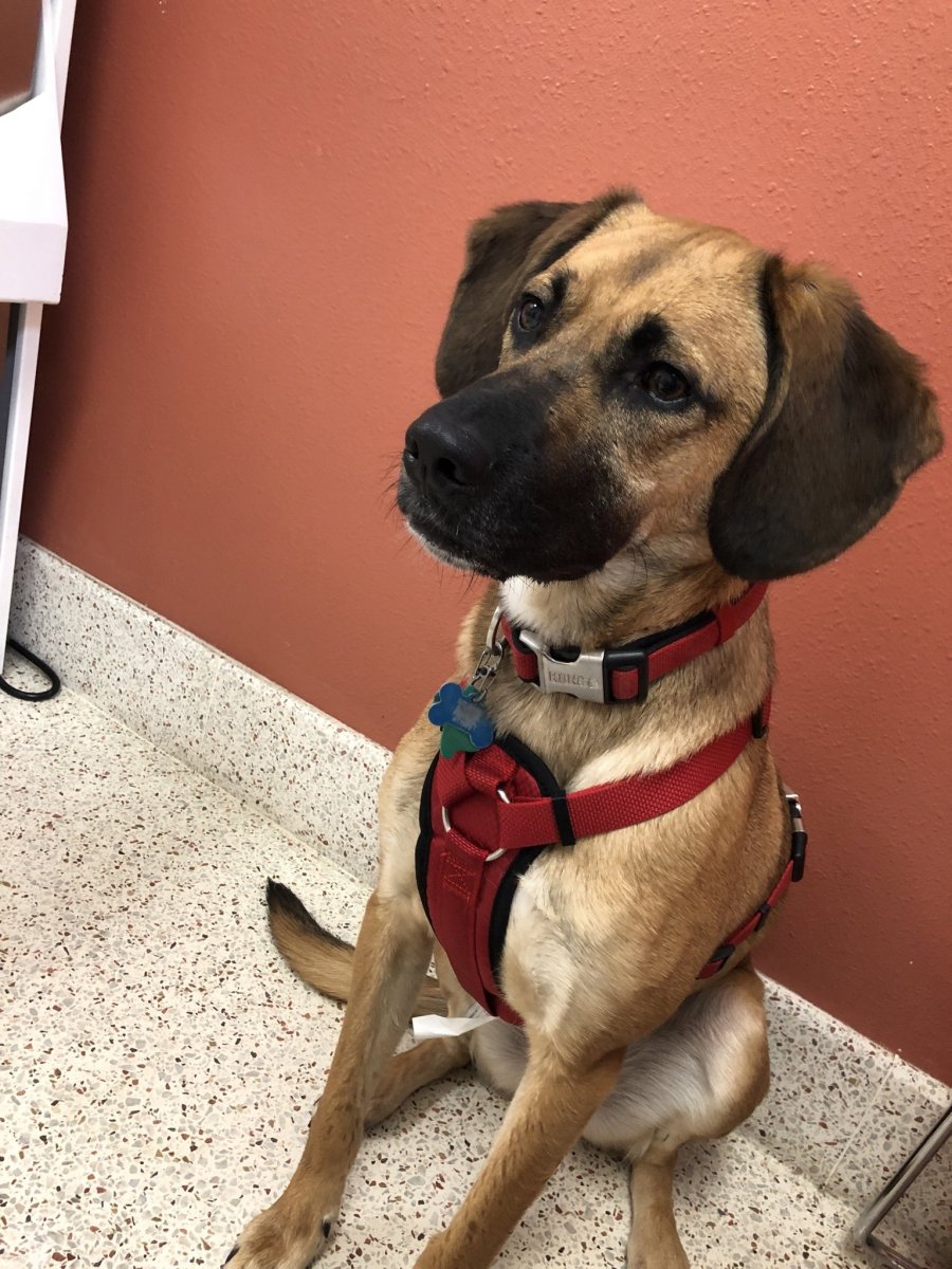 Бигль и Доберман метис