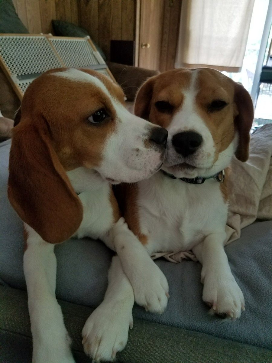 Бигль спаниель