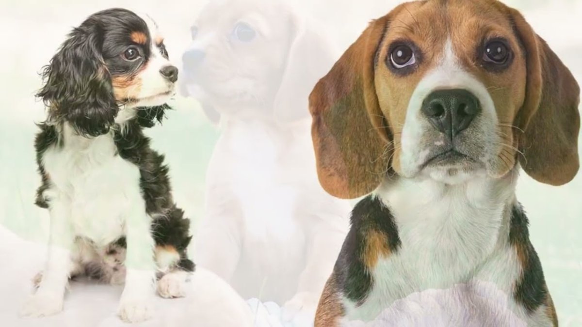 Бигль Чарльз спаниель