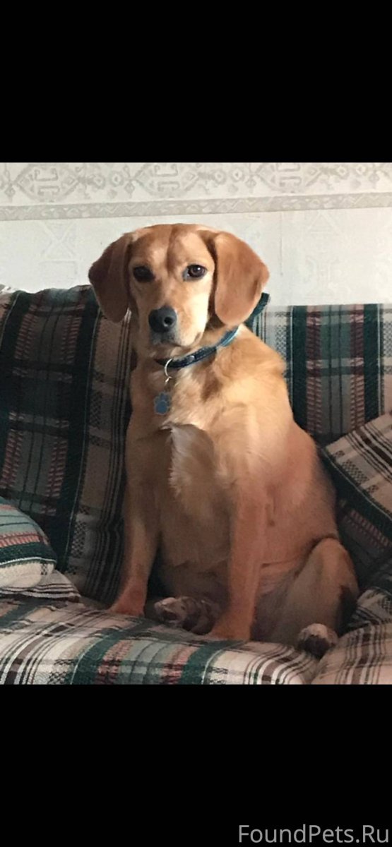 Бассет и Бигль