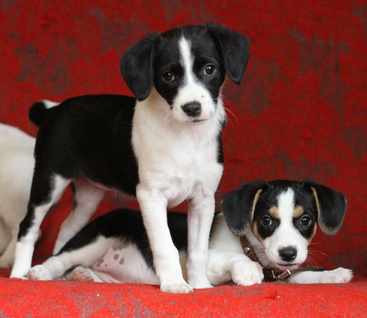 Смесь Джек Рассела и бигля