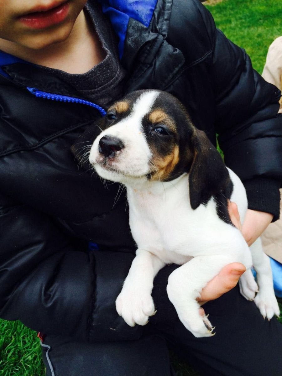 Кокер Бигль