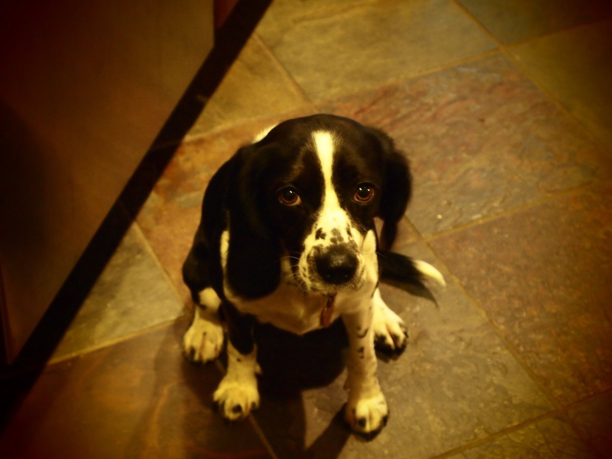 Бигль спаниель