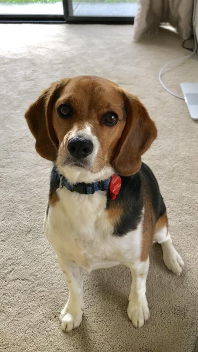 Группа любителей биглей