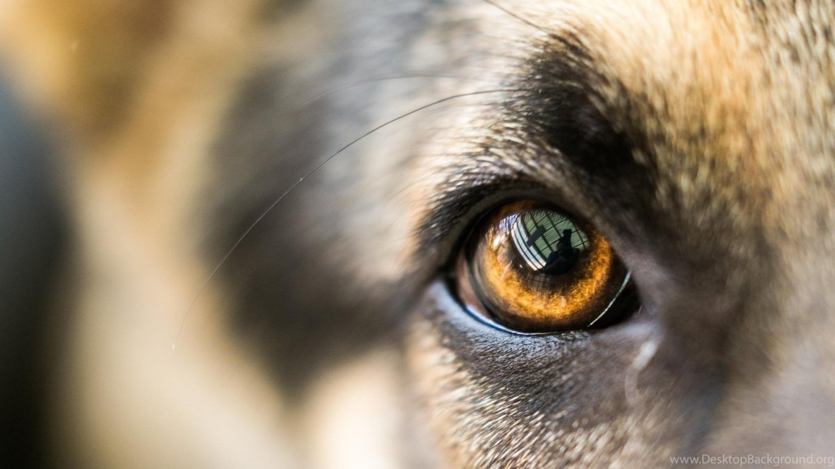 Глаза овчарки крупным планом