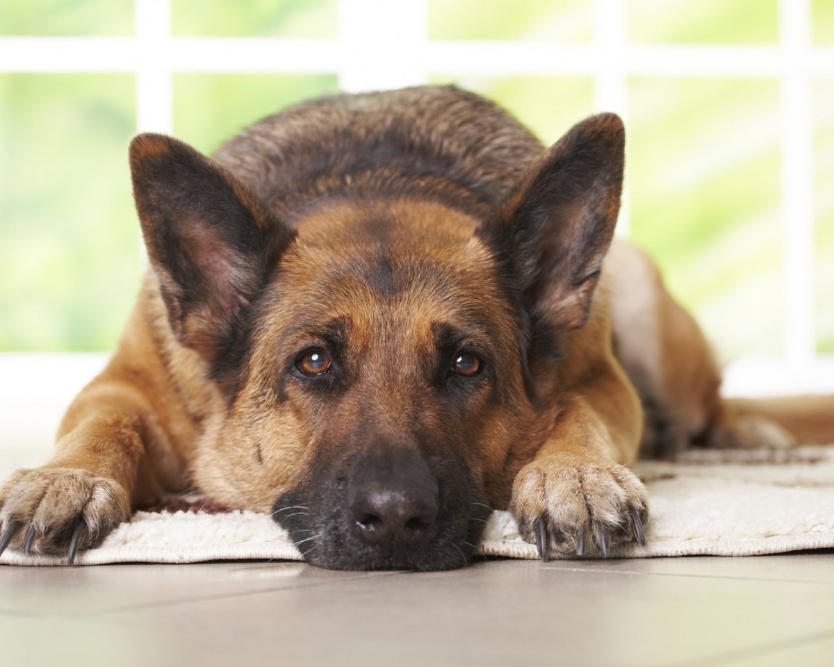 Немецкая овчарка, лапы красиво