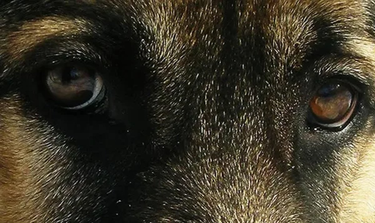 Глаза немецкой овчарки