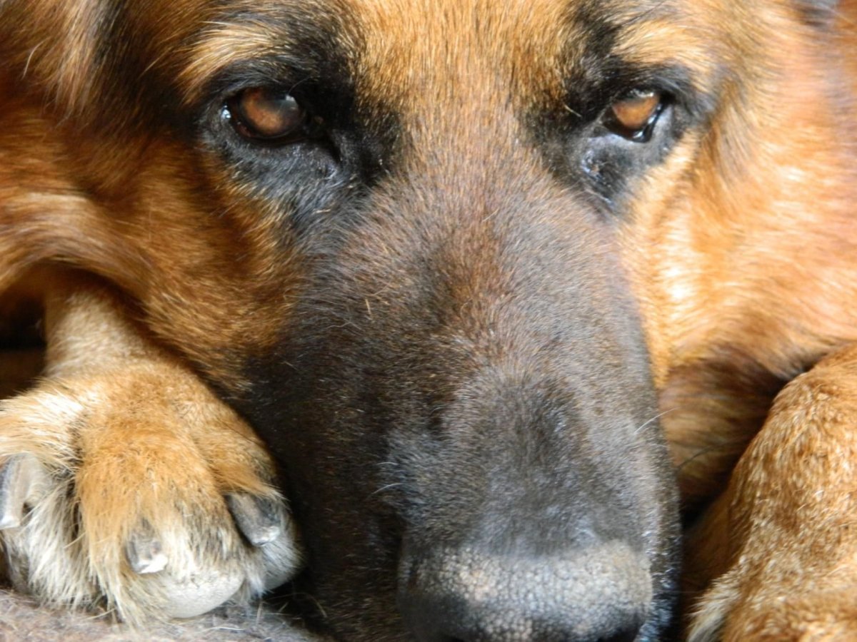 Немецкая овчарка взгляд