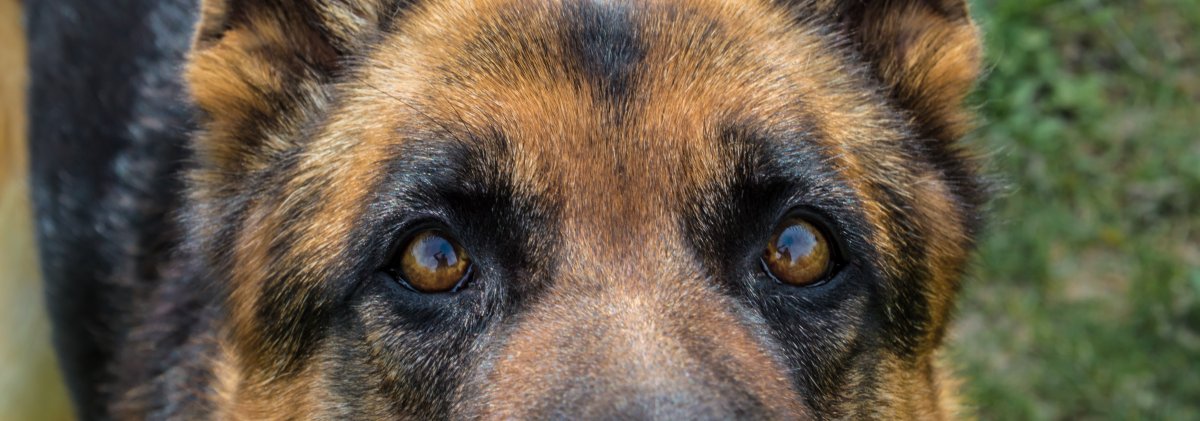 Глаза немецкой овчарки