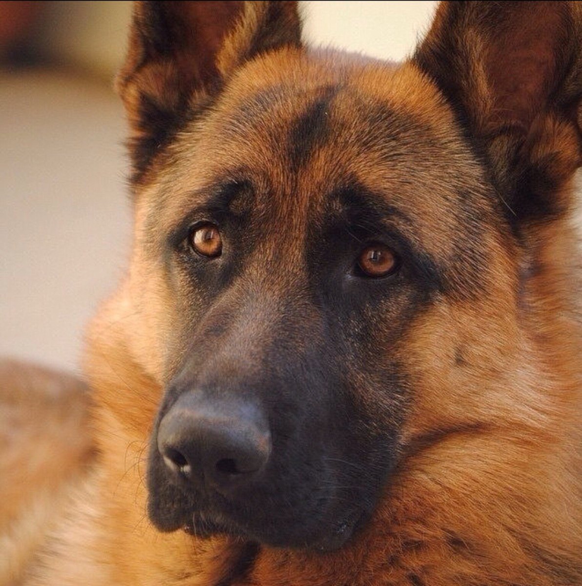 Немецкая овчарка