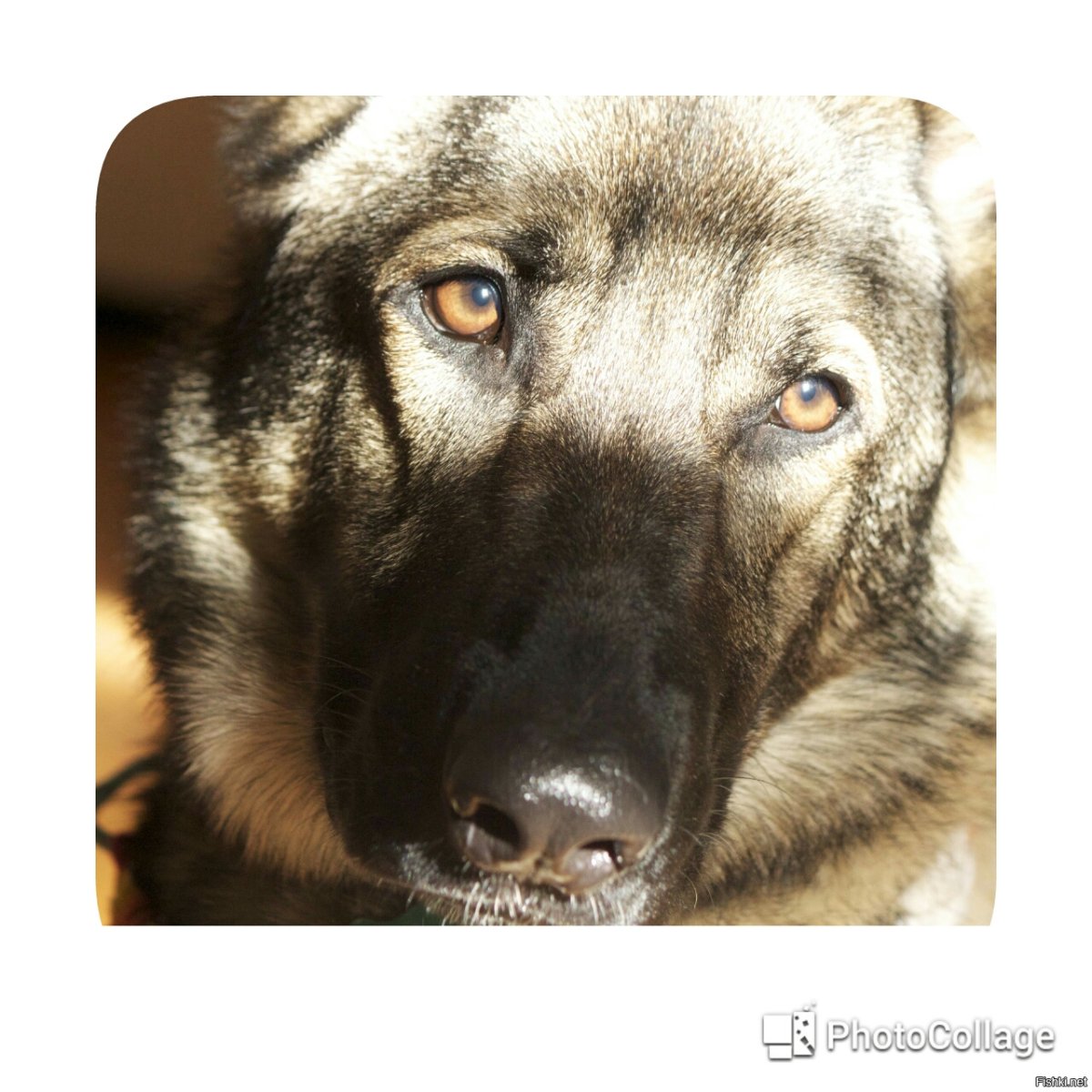 Немецкая овчарка взгляд