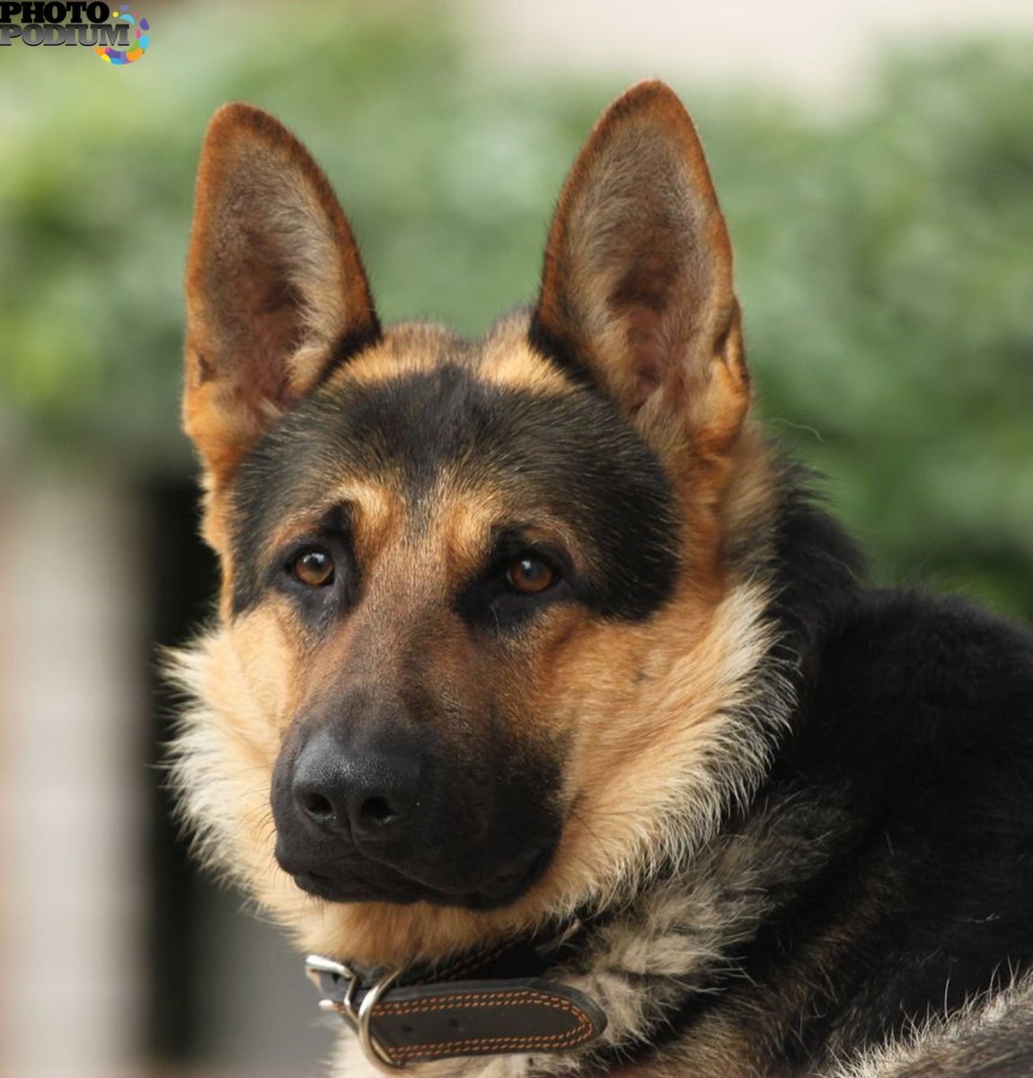 Немецкая овчарка классическая