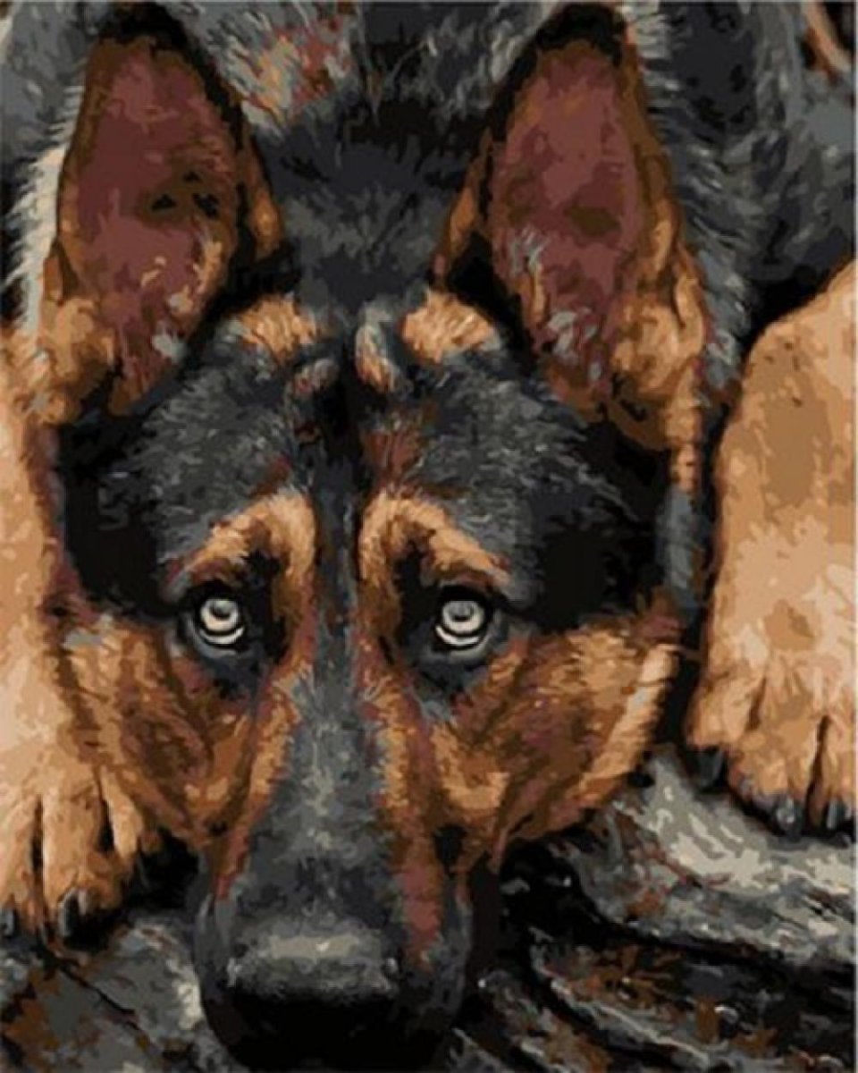 Овчарка плачет