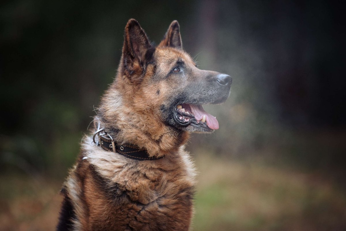 Немецкая овчарка Гюнтер