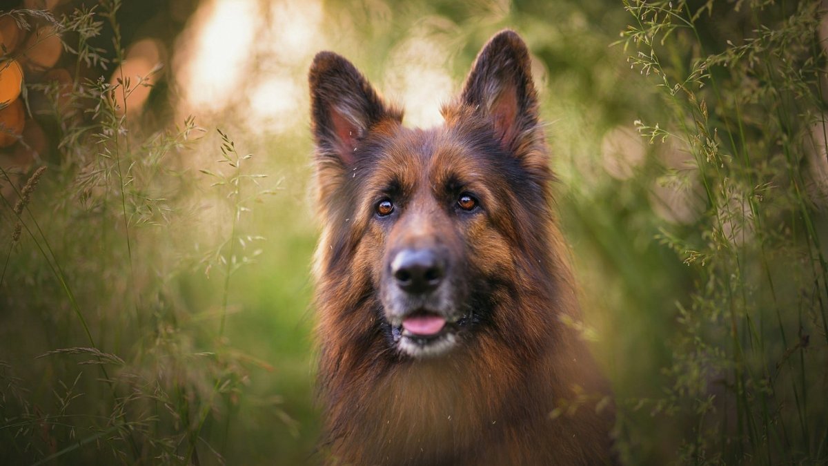 Бельгийская овчарка грюнендаль