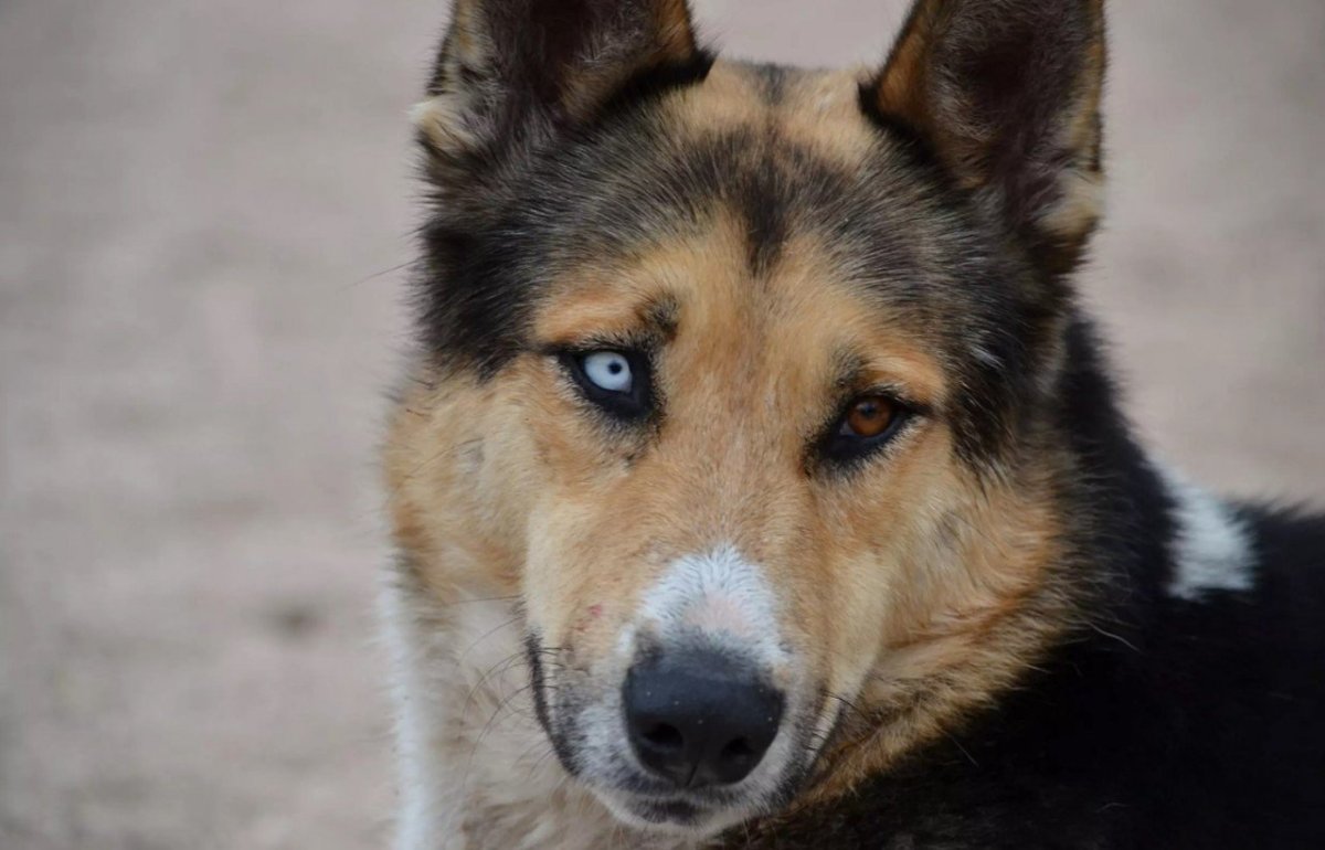 Немецкая овчарка с гетерохромией