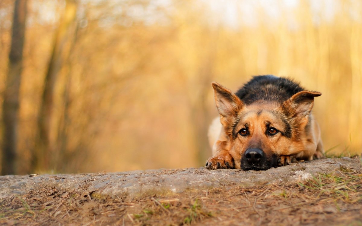 Грустная немецкая овчарка