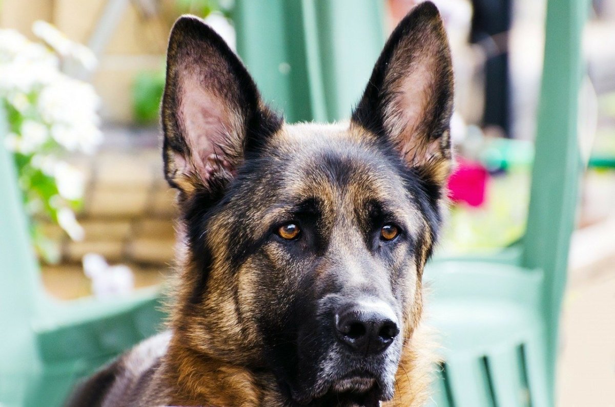 Овчарка Хантер