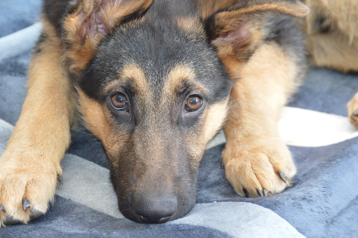 Глаза немецкой овчарки