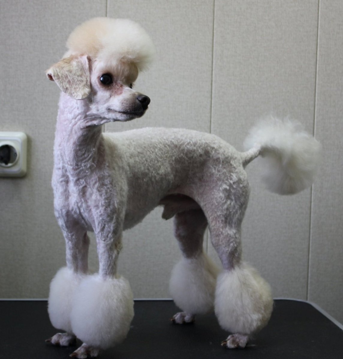 Королевский пудель стрижка Паппи