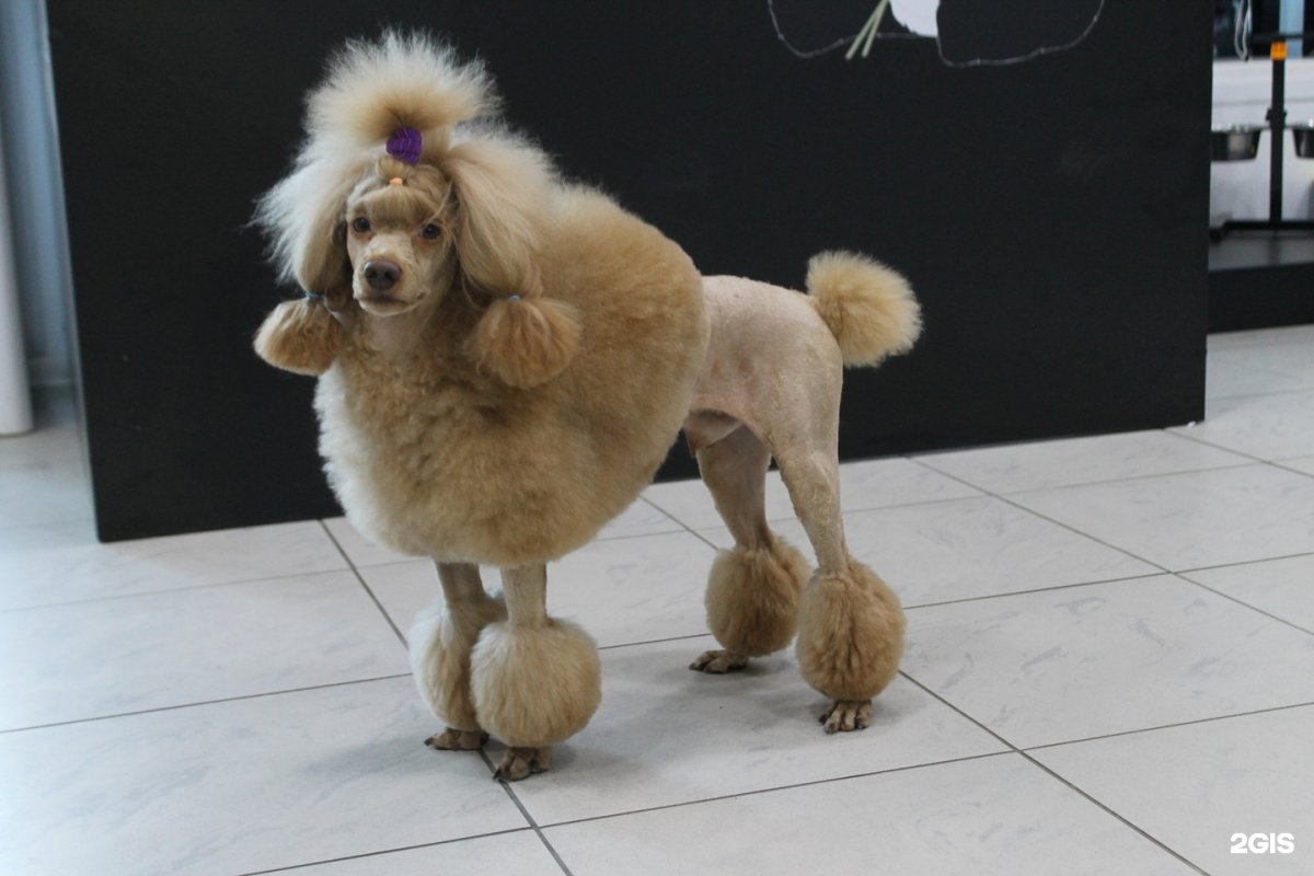 Карликовый пудель груминг