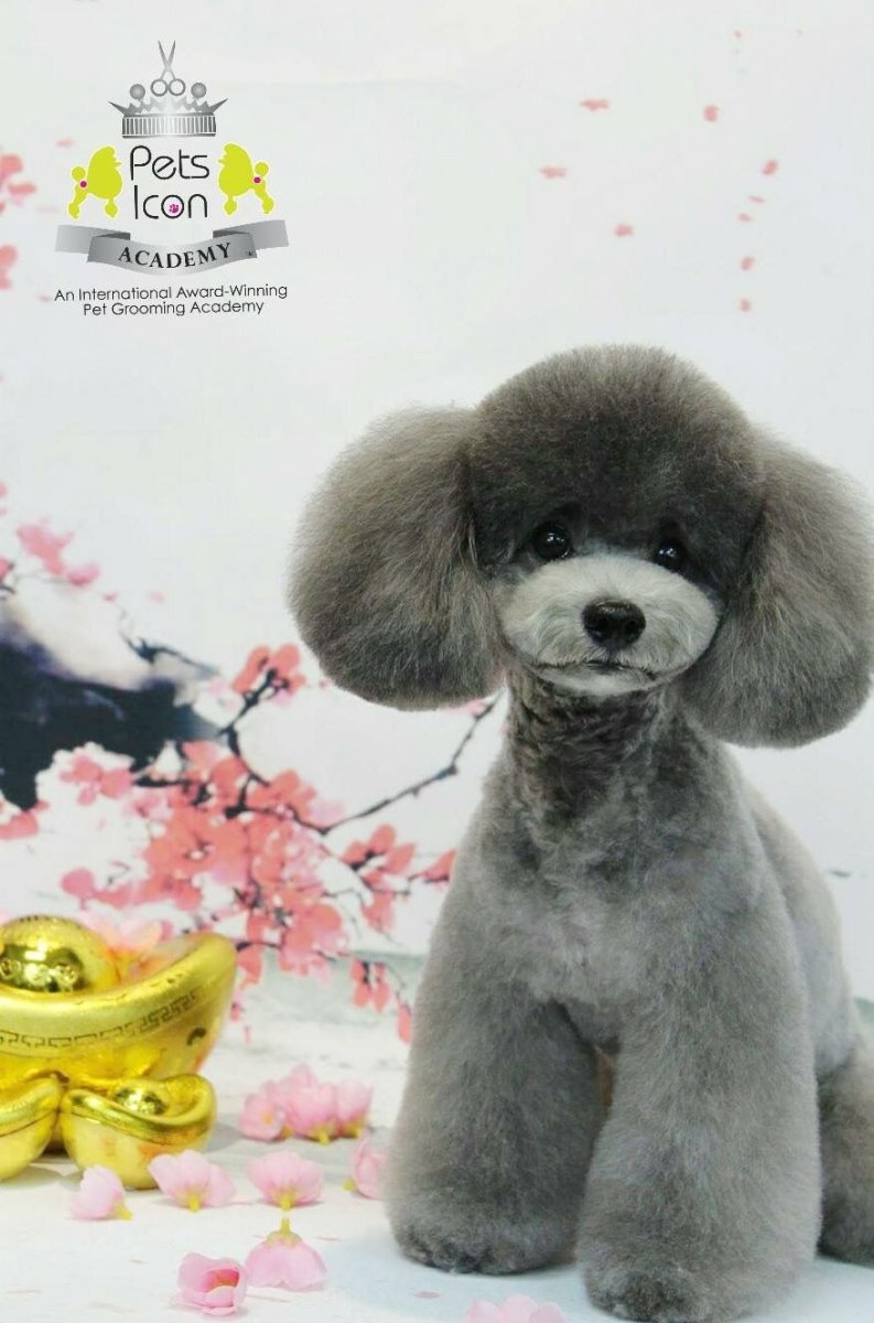 Той пудель стрижка Тедди