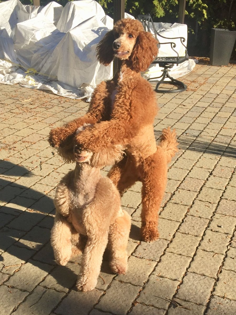 Креативный груминг мальтезе