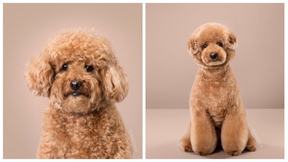 Пудель в корейском стиле