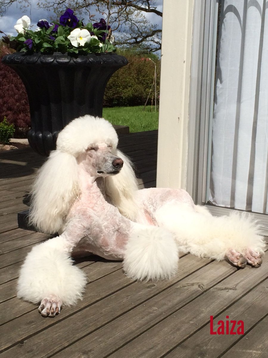 Пудель в корейском стиле