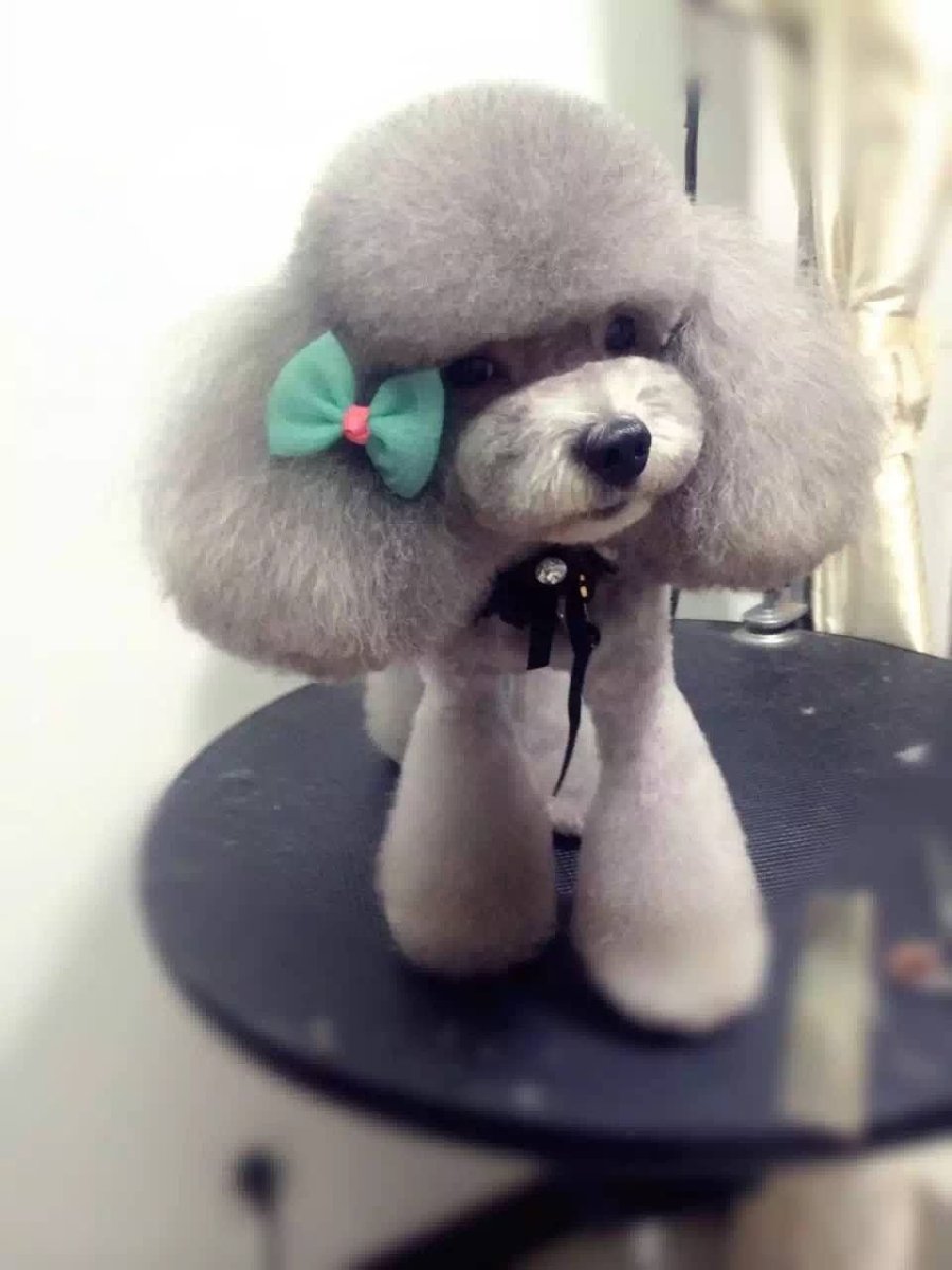 Стрижка Тедди карликовому пуделю