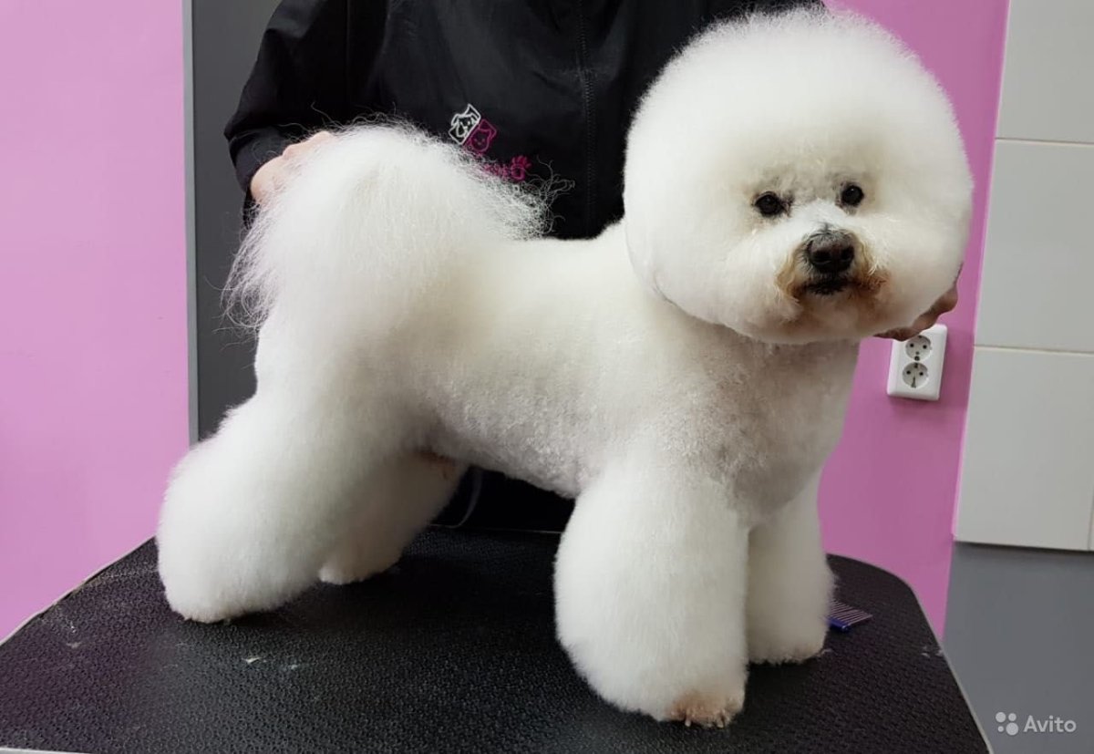 Королевский пудель груминг