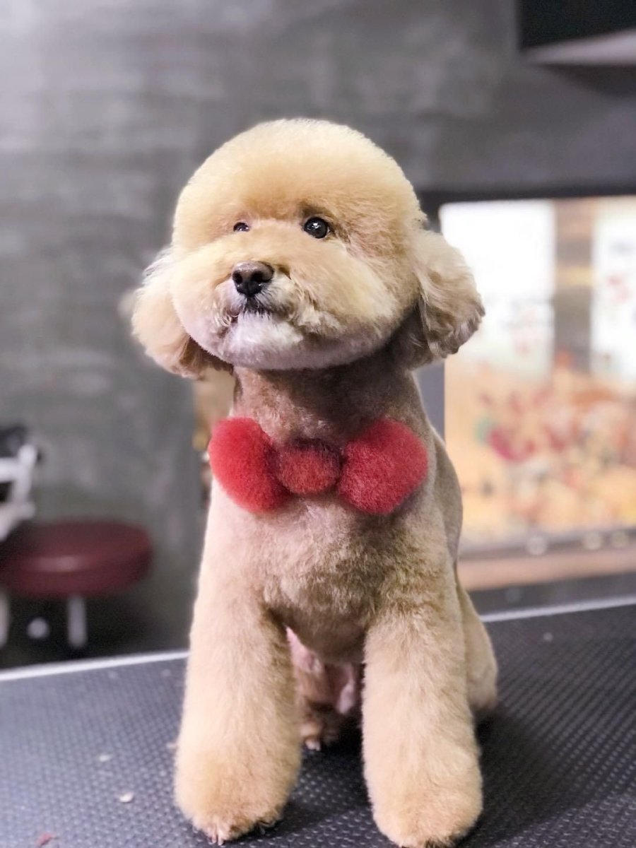 Карликовый пудель корейская стрижка