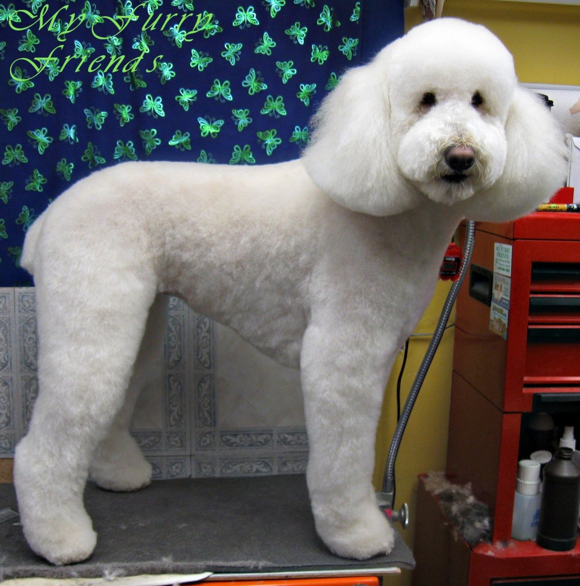 Пудель стрижка Тедди