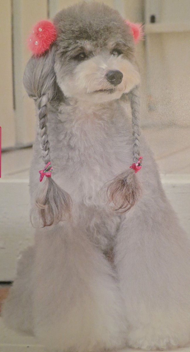 Пудель стрижка Паппи