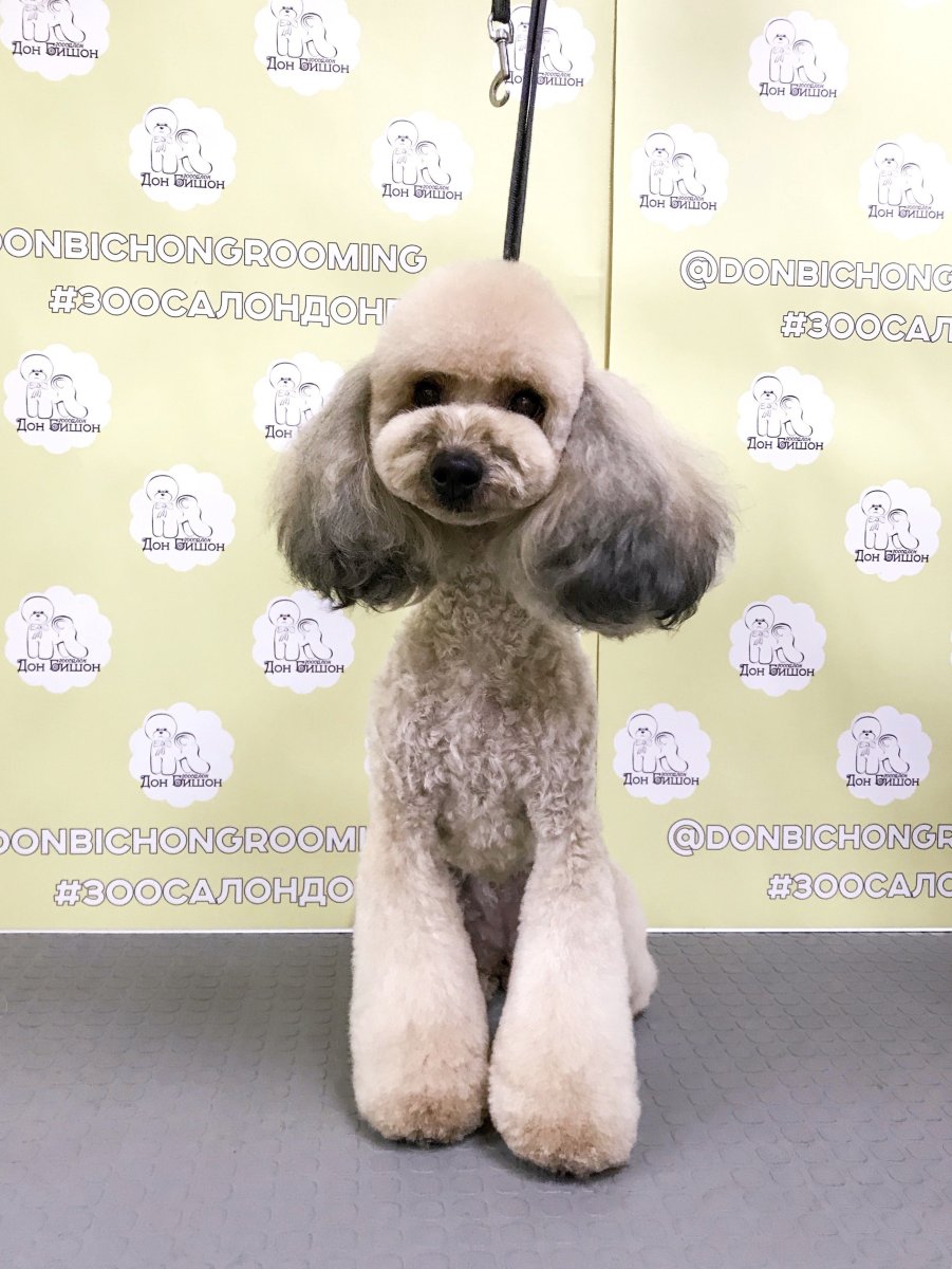 Карликовый пудель Тедди