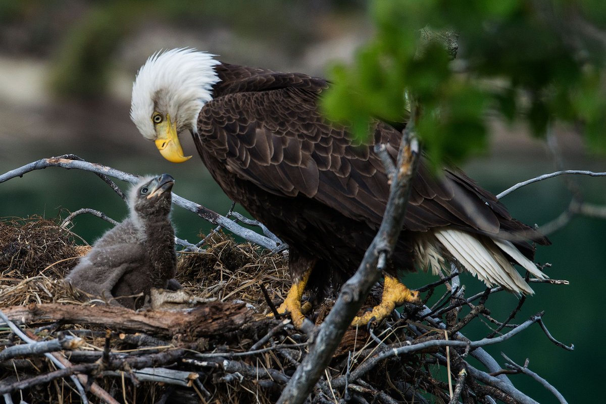 Орлан белохвост птенцы