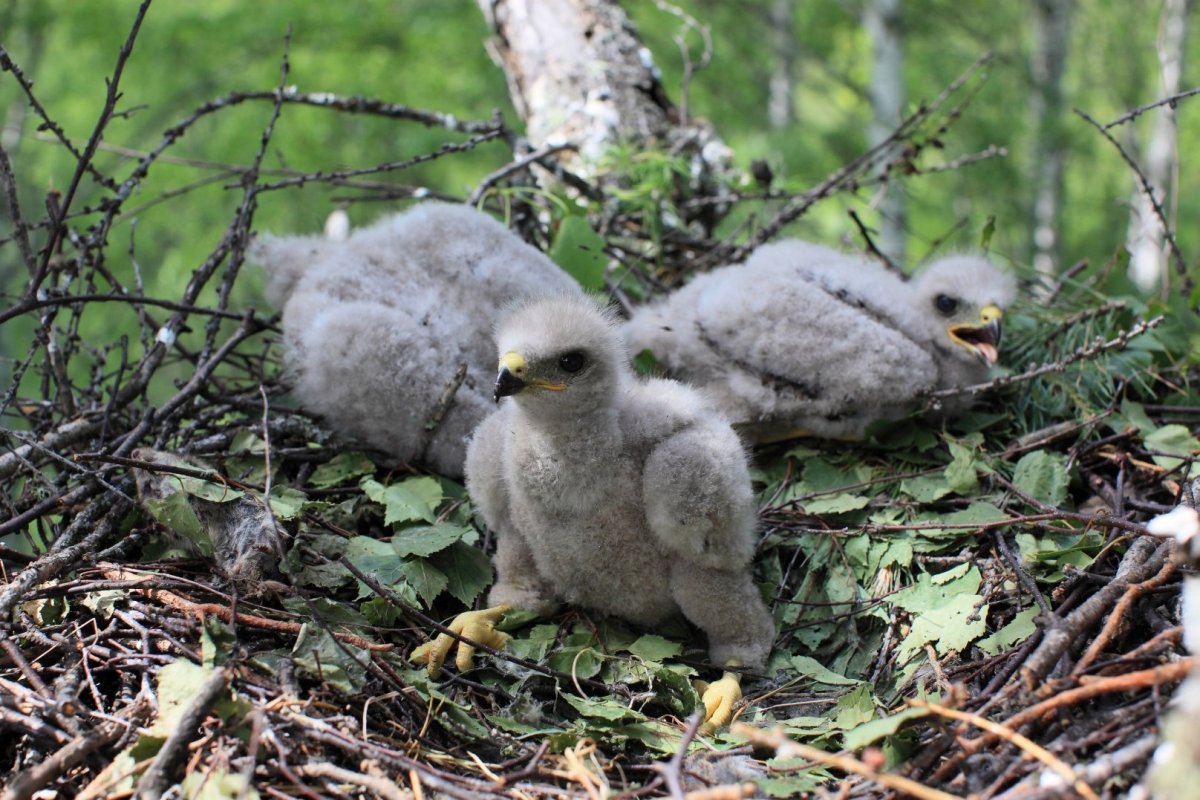 Птенец Канюка