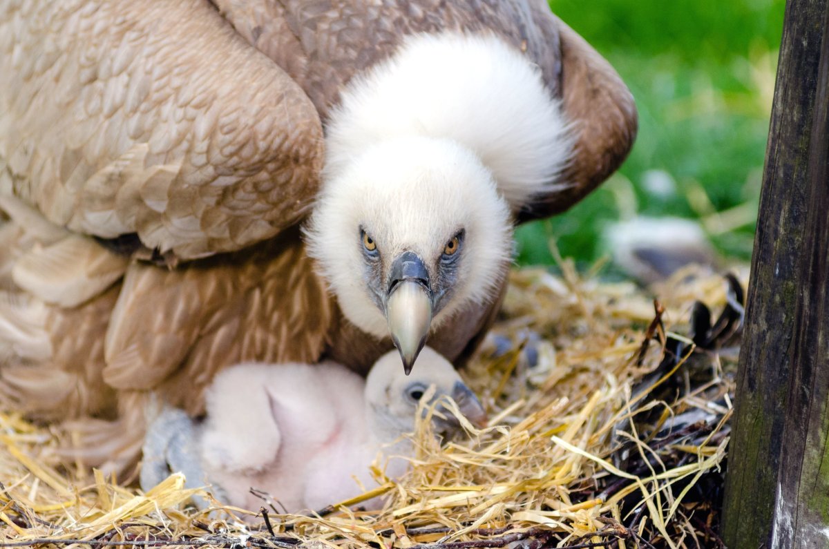 Обыкновенный Стервятник птенец