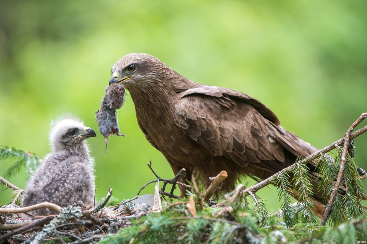 Птенец коршуна
