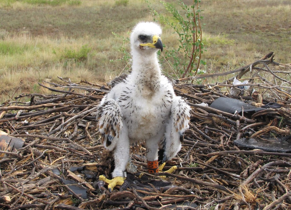 Птенцы степного орла