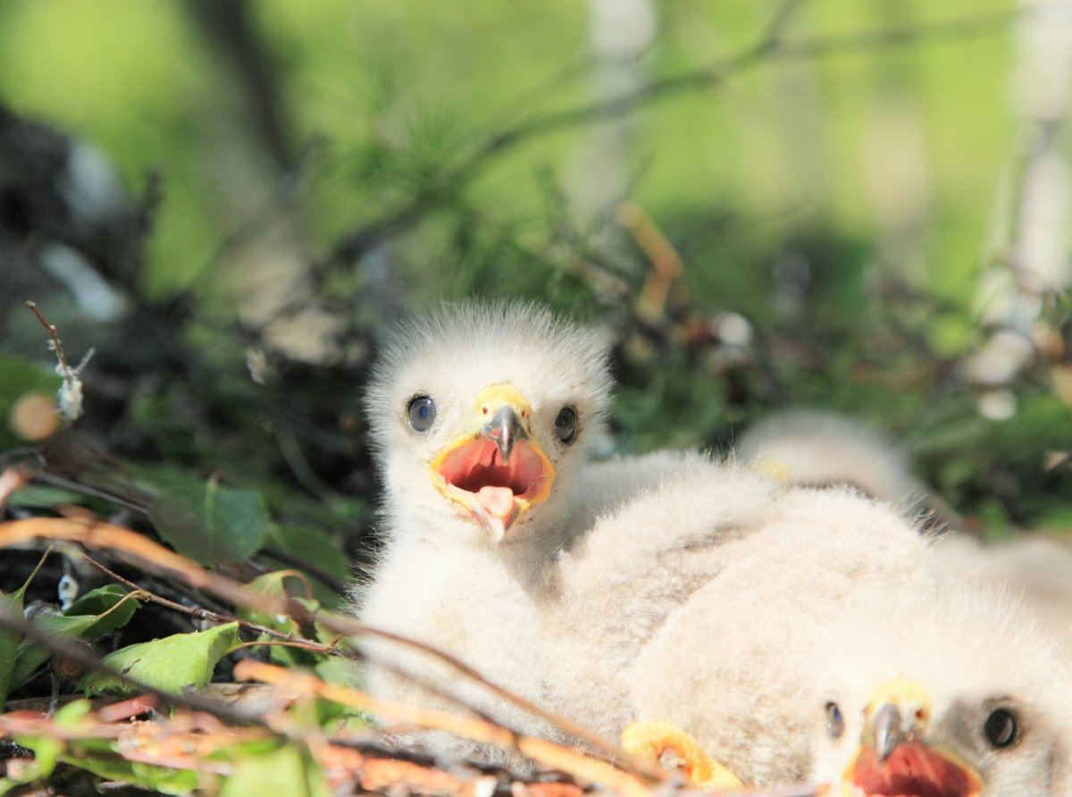 Орлёнок детёныш орла