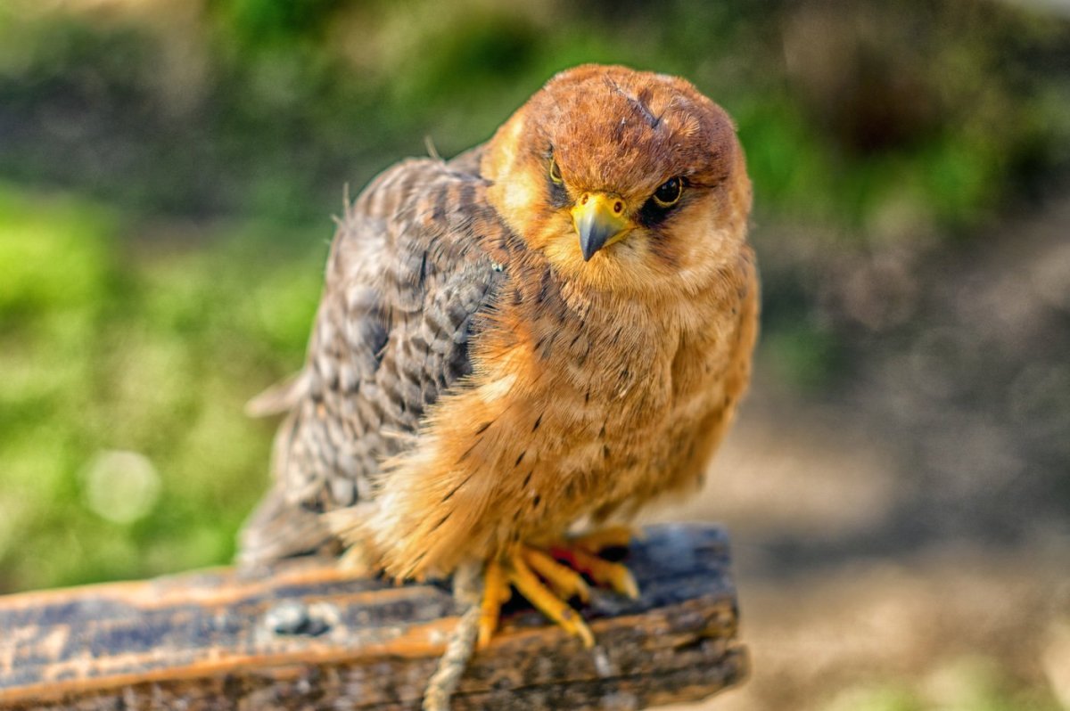 Сокол пустельга слеток
