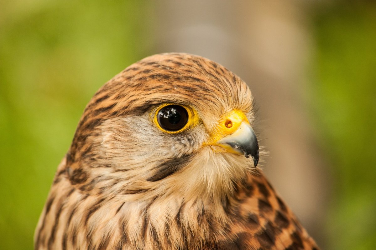 Орлы и Орлята птицы