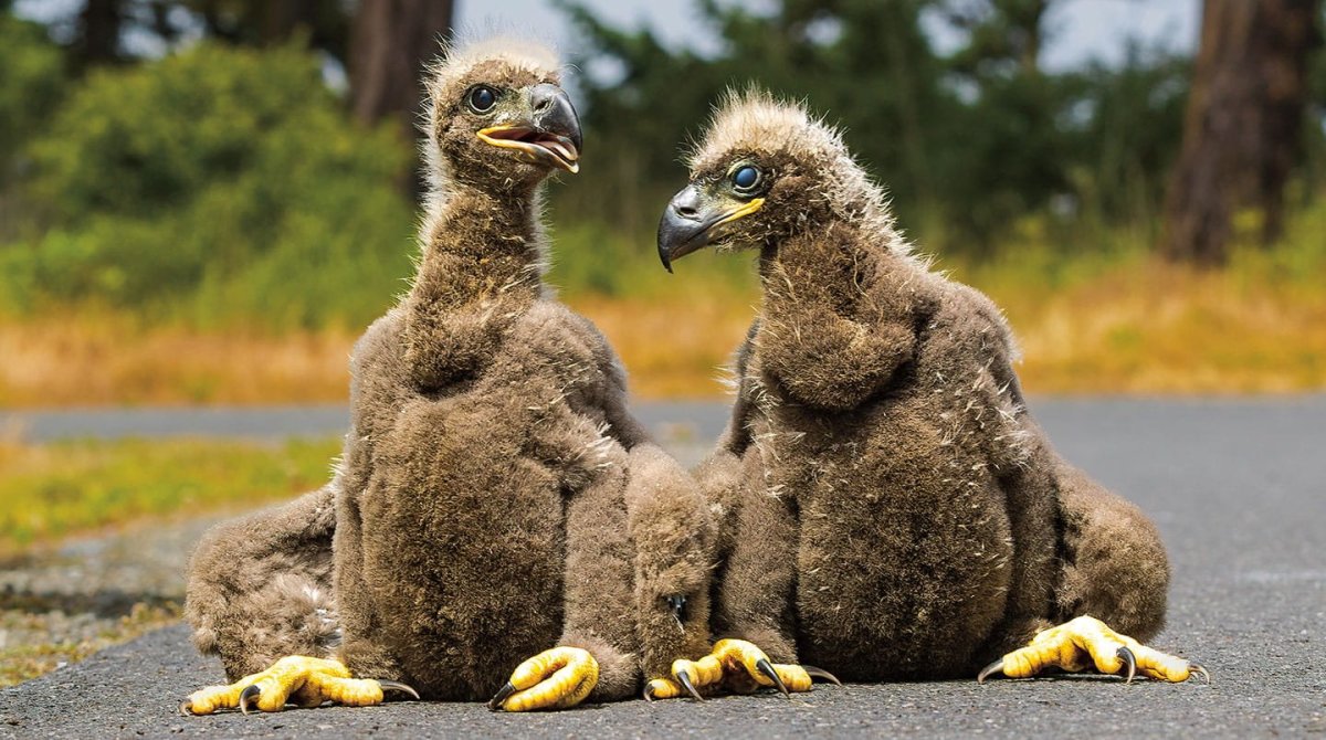 Орленок птенец